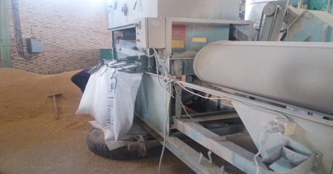 اتمام عملیات بوجاری بذر جوو گندم در استان مرکزی – شهریور ماه 1400