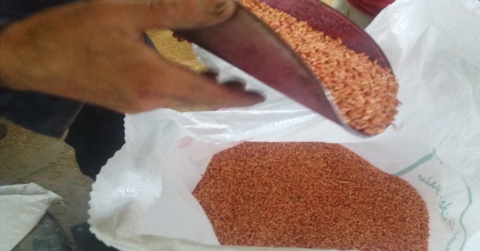 اتمام عملیات بوجاری بذر جوو گندم در استان مرکزی – شهریور ماه 1400