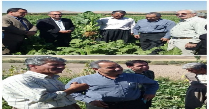 حضور مشاور محترم وزیر و مجری طرح چغندر قند کشور در آذربایجان غربی