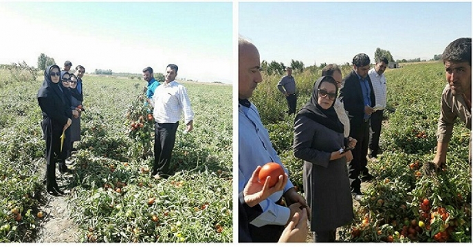 کشاورز نمونه میاندوآبی کاندید نمونه کشوری تولید محصول گوجه فرنگی شد