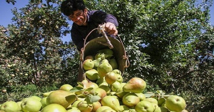 برداشت گلابی در استان سمنان