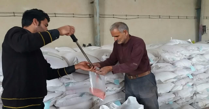 نمونه برداری از گندم بذری بوجاری شده – مهرماه 1399 استان مرکزی