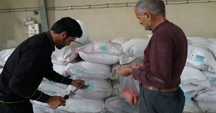 نمونه برداری از گندم بذری بوجاری شده – مهرماه 1399 استان مرکزی