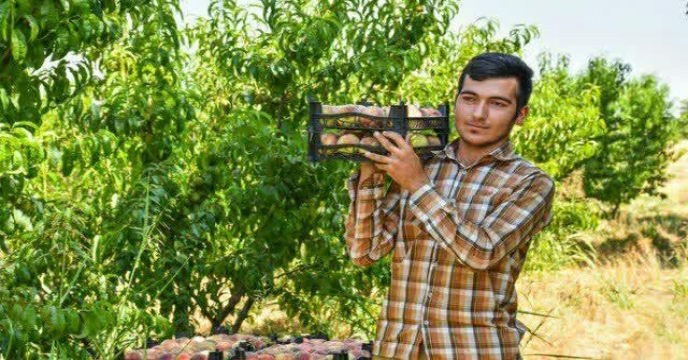 برداشت هلو از باغات خنداب استان مرکزی – سال 1399