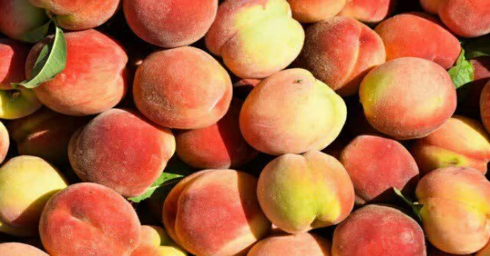 برداشت هلو از باغات خنداب استان مرکزی – سال 1399