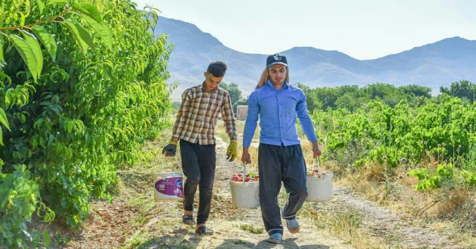 برداشت هلو از باغات شهرستان خنداب قطب بزرگ باغات استان مرکزی