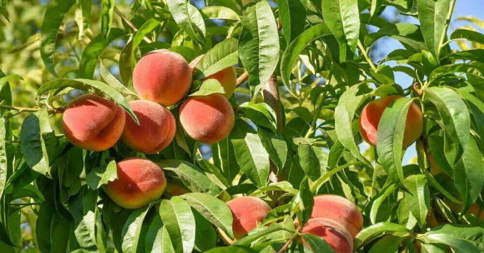 برداشت هلو از باغات شهرستان خنداب قطب بزرگ باغات استان مرکزی