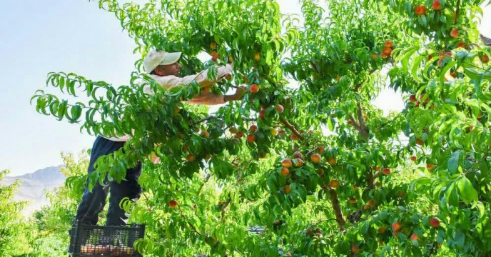 شروع برداشت هلو از قطب بزرگ باغات استان مرکزی شهرستان خنداب - مرداد ماه 13