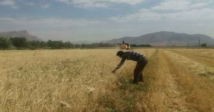 بازدید مزارع درحال کشت