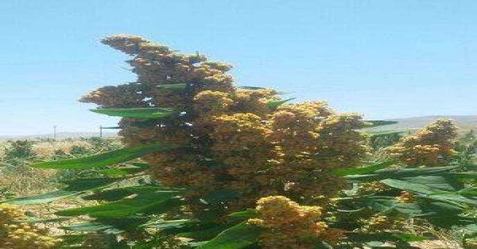 کاشت کینوا در سطح 15 هکتار شهرستان خنداب – استان مرکزی