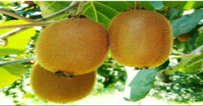 kiwi1