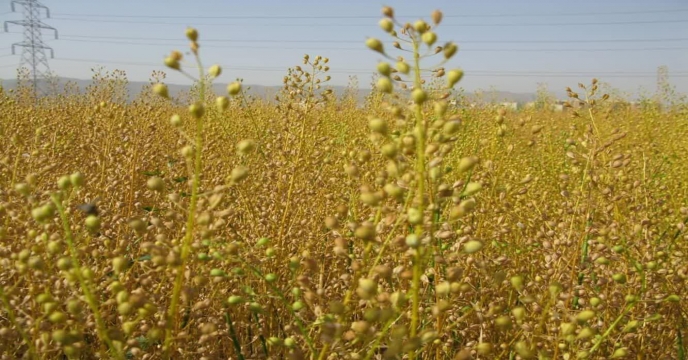 مقدار 230تن گیاه کاملینا در استان مرکزی برداشت شد .