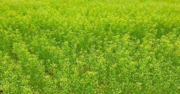 مقدار 230تن گیاه کاملینا در استان مرکزی برداشت شد .