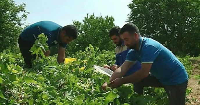 تامین کود برای منطقه خنداب ، قطب بزرگ باغات استان مرکزی	