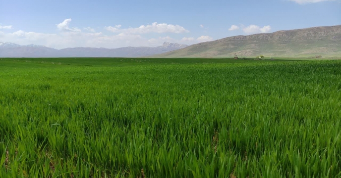 بازدید