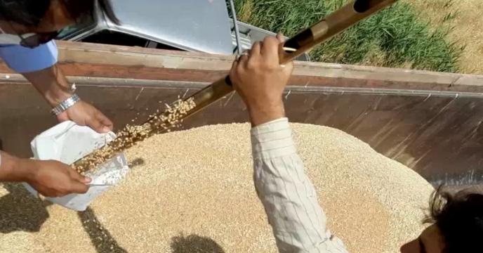 گندم طرح پایلوت