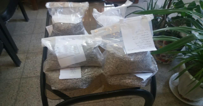 عملیات نمونه برداری از ضایعات حاصله از بوجاری (گندم وجو) جهت تعیین قیمت مزایده فروش استان مرکزی دیماه سال 98