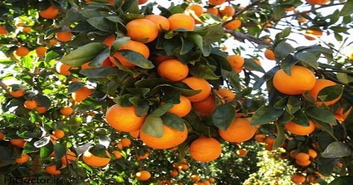 orangsader