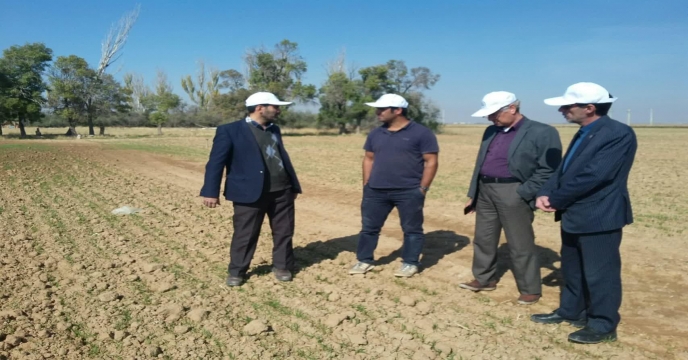 بازدید از سطح سبز مزرعه نمایشی گندم پایلوت