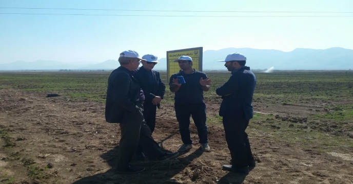 بازدید از سطح سبز مزرعه نمایشی گندم پایلوت