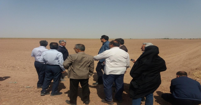 پایلوت گندم