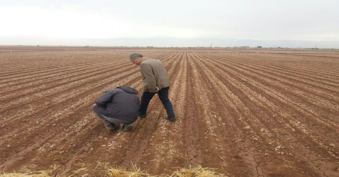 کار گروه پایلوت تغذیه گیاهی در استان خراسان رضوی