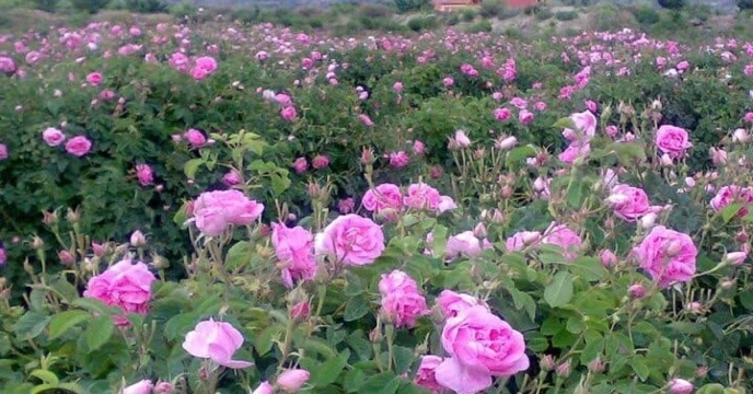 جشنواره گل محمدی 