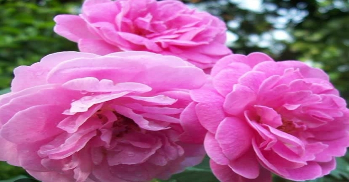 گل محمدی