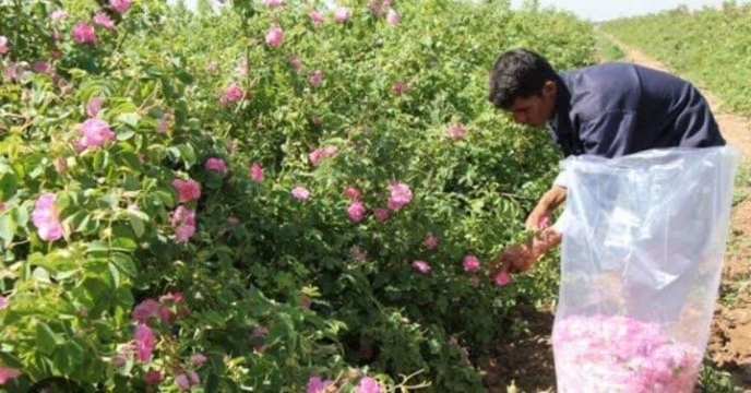 جشنواره گل محمدی