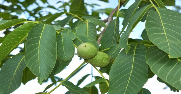 باغی