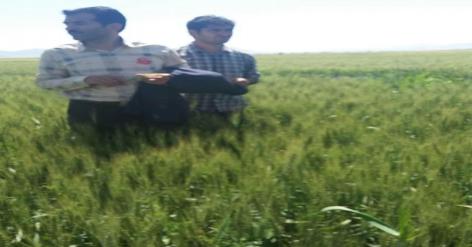 بازدید از مزرعه نمایشی پایلوت گندم مزرعه آقای فراهانی در خرداد ماه 1399 استان مرکزی - اراک