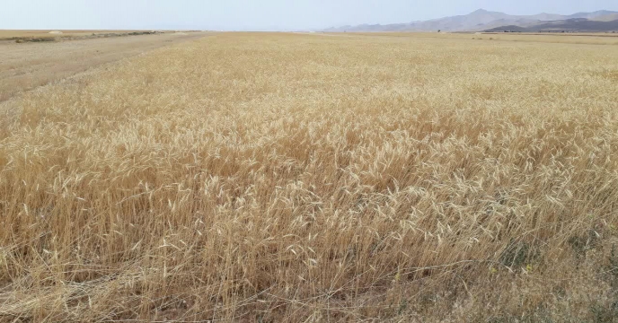 کسب رتبه نهم در تولید گندم ، استان مرکزی تیرماه 1399