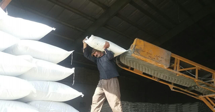 توزیع 25 تن کود اوره درروستای بند چای سد الغدیر شهرستان ساوه