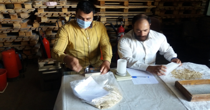 آنالیز جو بذری در انبار مرکزی استان سمنان