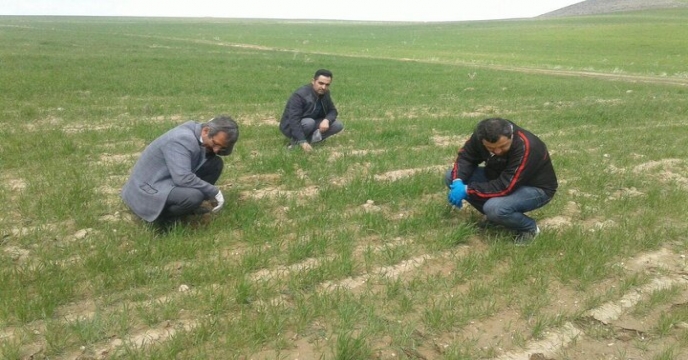 بازدید از مزارع شهرستان شاهرود