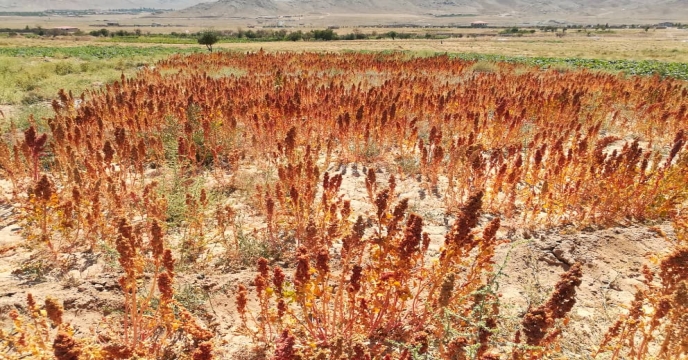 بازدید از مزارع و باغات روستای علی آباد