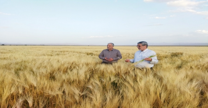 بازدید مهندس ملازاده از مزارع تکثیر بذری پیمانکاران خراسان جنوبی