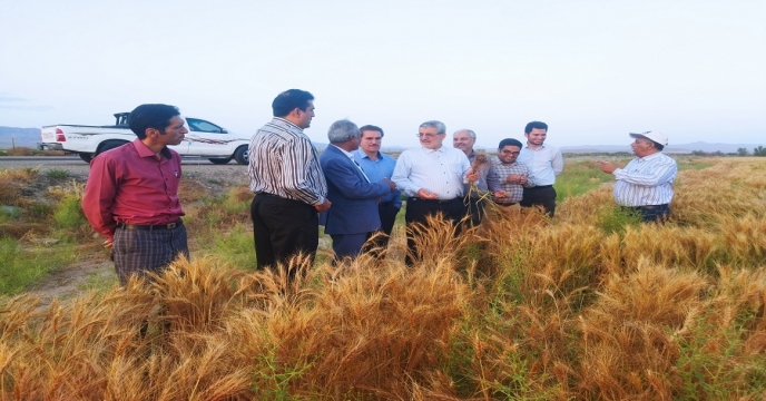 بازدید مهندس ملازاده از مزارع تکثیر بذری پیمانکاران خراسان جنوبی