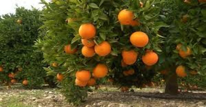 news_tab/باغ-خرمالو2.jpeg