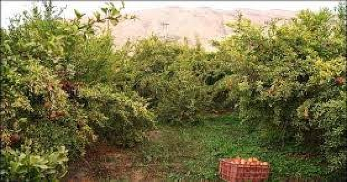 news_tab/باغات-انار.jpeg