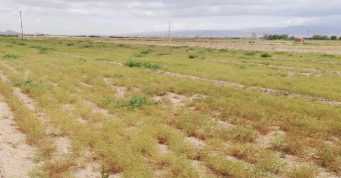 برداشت زیره در شهرستان شاهرود