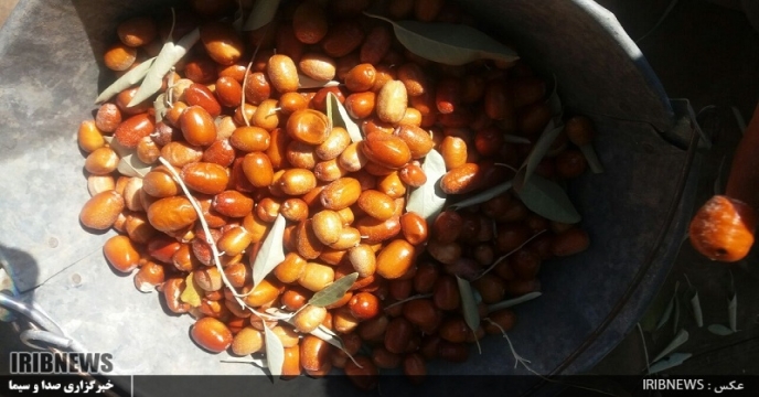 اتمام برداشت سنجد در استان سمنان
