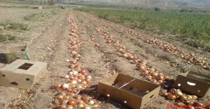 برداشت پیاز در شهرستان شاهرود