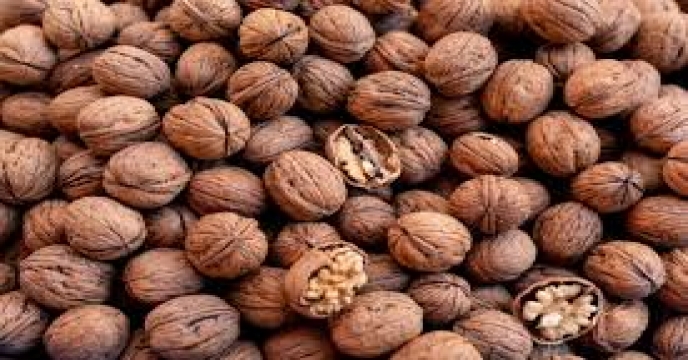 پیش بینی تولید5875 تن گردو در استان سمنان