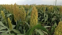 زراعت ذرت دانه ای و علوفه ای