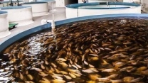 افزایش تولید مواد غذایی در استخر ماهی وابسته به کود کشاورزی است