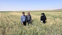 بازدید از مزارع بذری شهرستان دامغان
