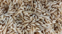 آغاز عملیات تخلیه محصول جو بذری در سایت بوجاری شماره ۱ شرکت خدمات حمایتی کشاورزی استان چهار محال و بختیاری