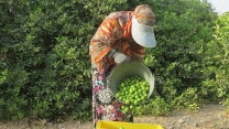 صدور ۷۷۱ حواله الکترونیک برای توزیع کود در باغات استان