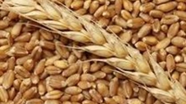 برگزاری جلسه کمیته فنی بذر با حضور  نماینده شرکت خدمات حمایتی کشاورزی استان اصفهان